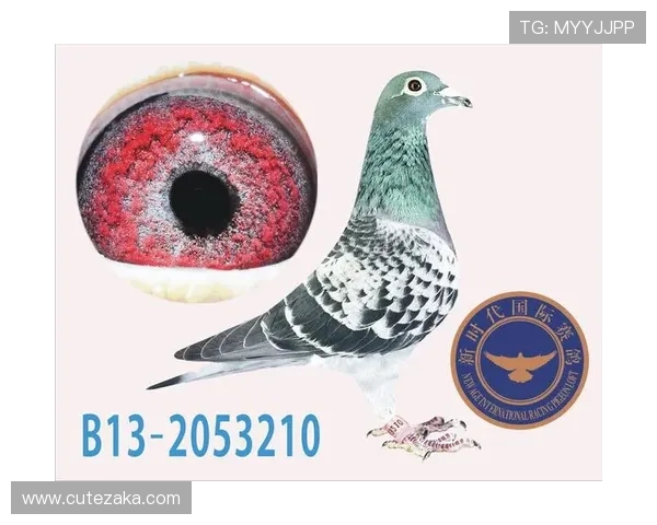 探索AG国际入口的最新优惠活动及注册流程详解